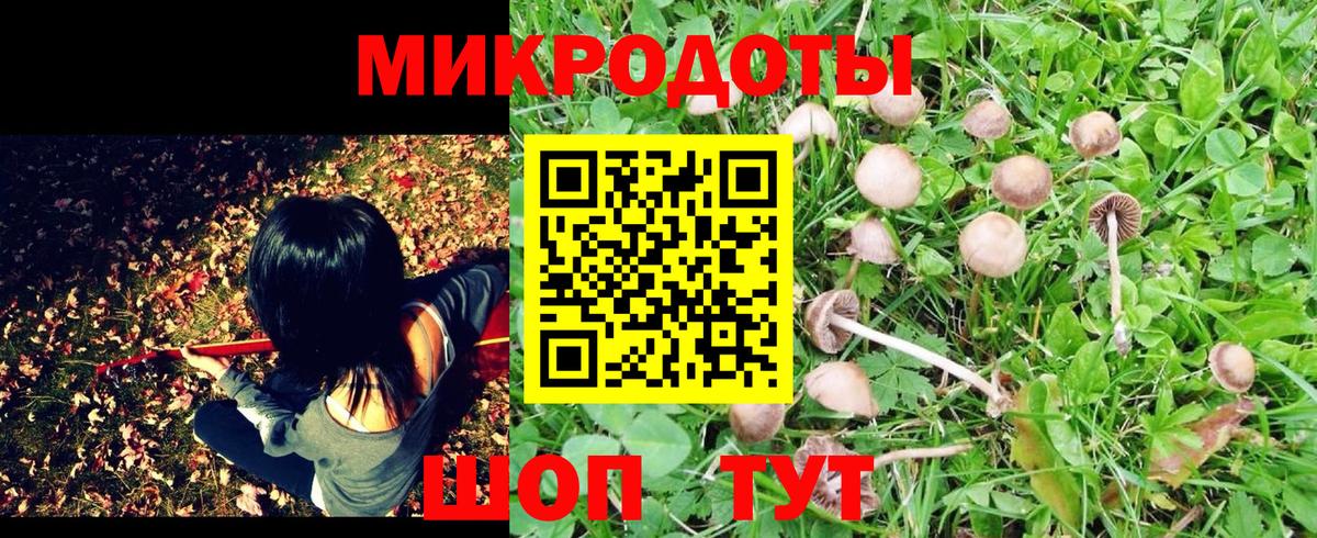 Псилоцибиновые грибы Cubensis  Вход с VPN  Горно-Алтайск 